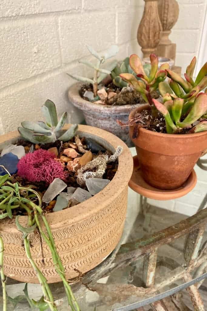 A succulent garden on my front porch - MySimpaticoLife.com