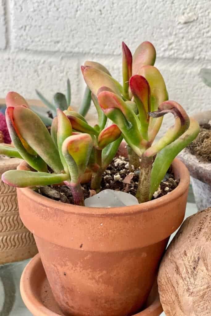 One of my new pretty new succulents for spring 2021.
MySimpaticoLife.com