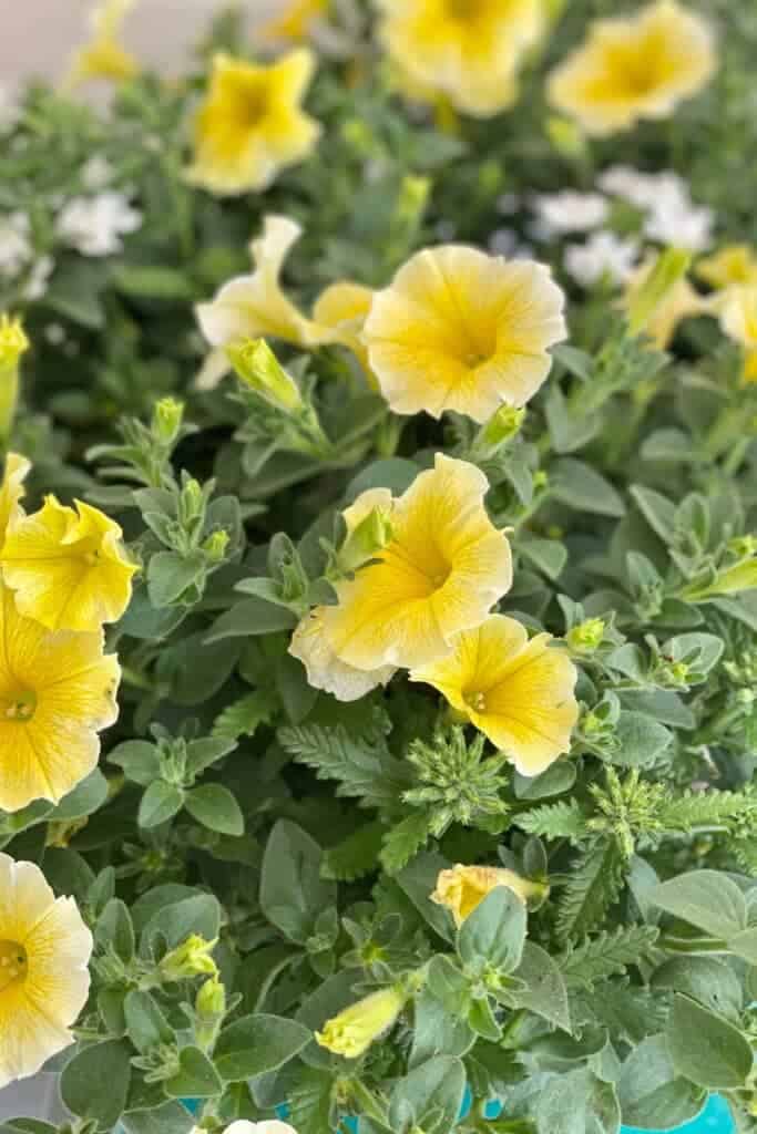 Yellow petunias make a pretty accent on our front porch for Spring 2021.
MySimpaticoLife.com